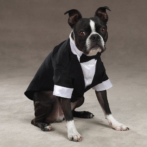 How to Choose the Best Dog Formal Wear