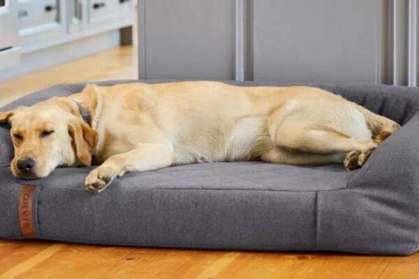 How to Choose the Right Dog Bed Accessories