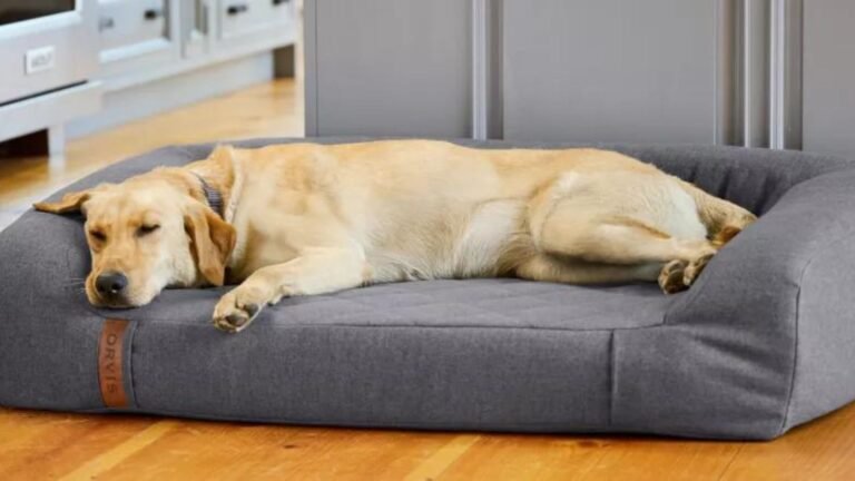 How to Choose the Right Dog Bed Accessories