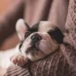 How to Choose the Right Formal Accessories for Your Dog