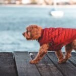 A Mut wearing a jacket