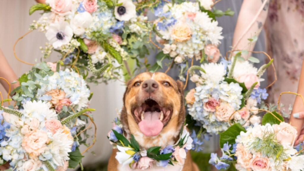 How to Dress Your Dog for a Wedding