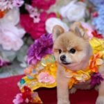 How to Host a Dog Fashion Show