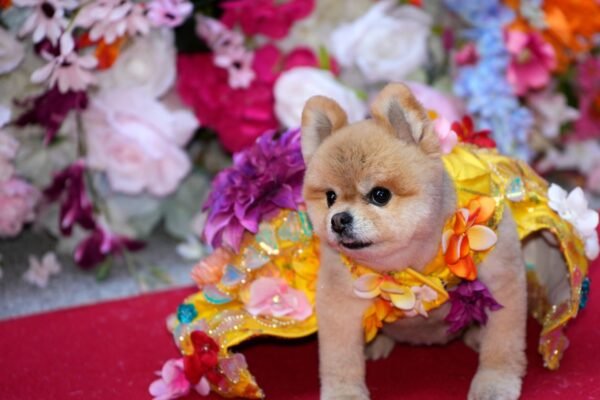 How to Host a Dog Fashion Show