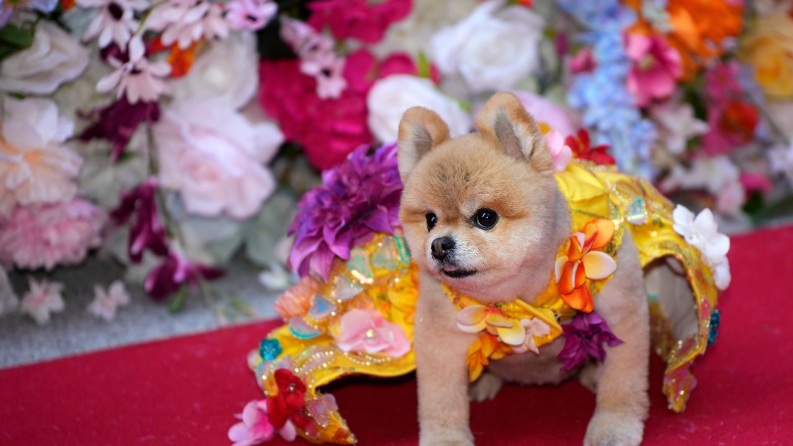 How to Host a Dog Fashion Show