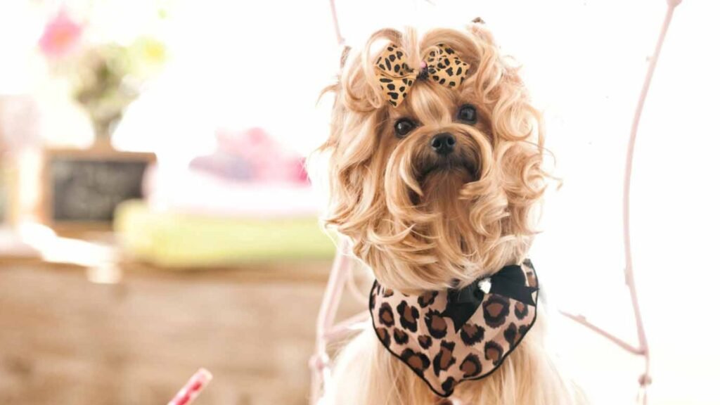 How to Host a Dog Fashion Show