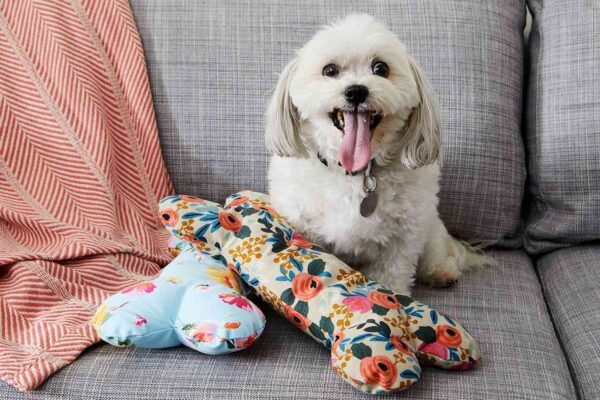 How to Make DIY Dog Accessories at Home