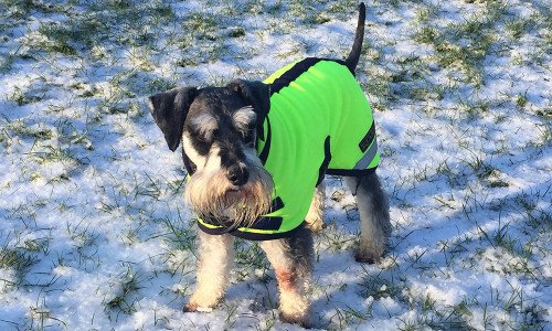 How to Pick the Best Waterproof Dog Clothes