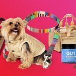 How to Select the Best Luxury Dog Gifts