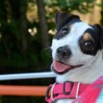 How to Select the Right Dog Accessories for Small Breeds