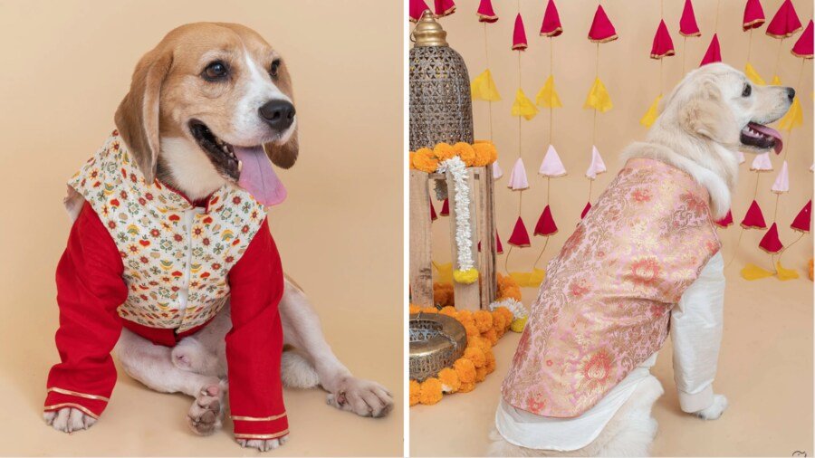 How to Style Dog Clothing for Special Occasions