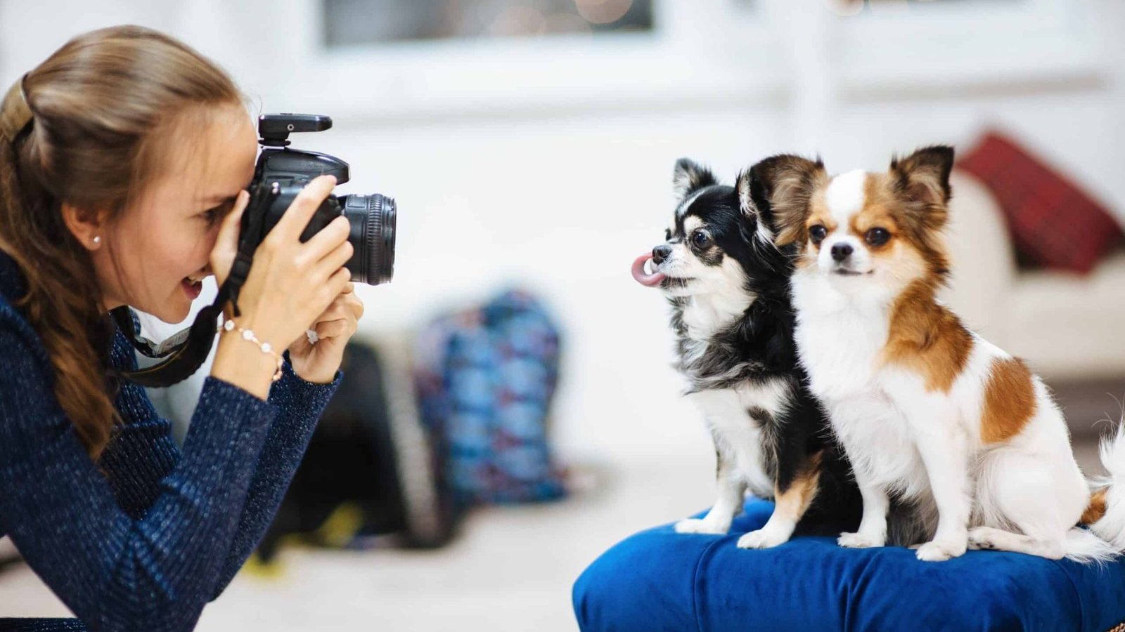 How to Style Your Dog for a Photoshoot