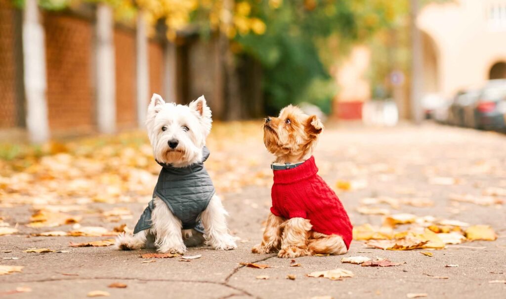 How to Style Your Dog with Trendy Clothes