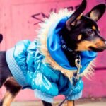 How to Style Your Dog with Trendy Clothes