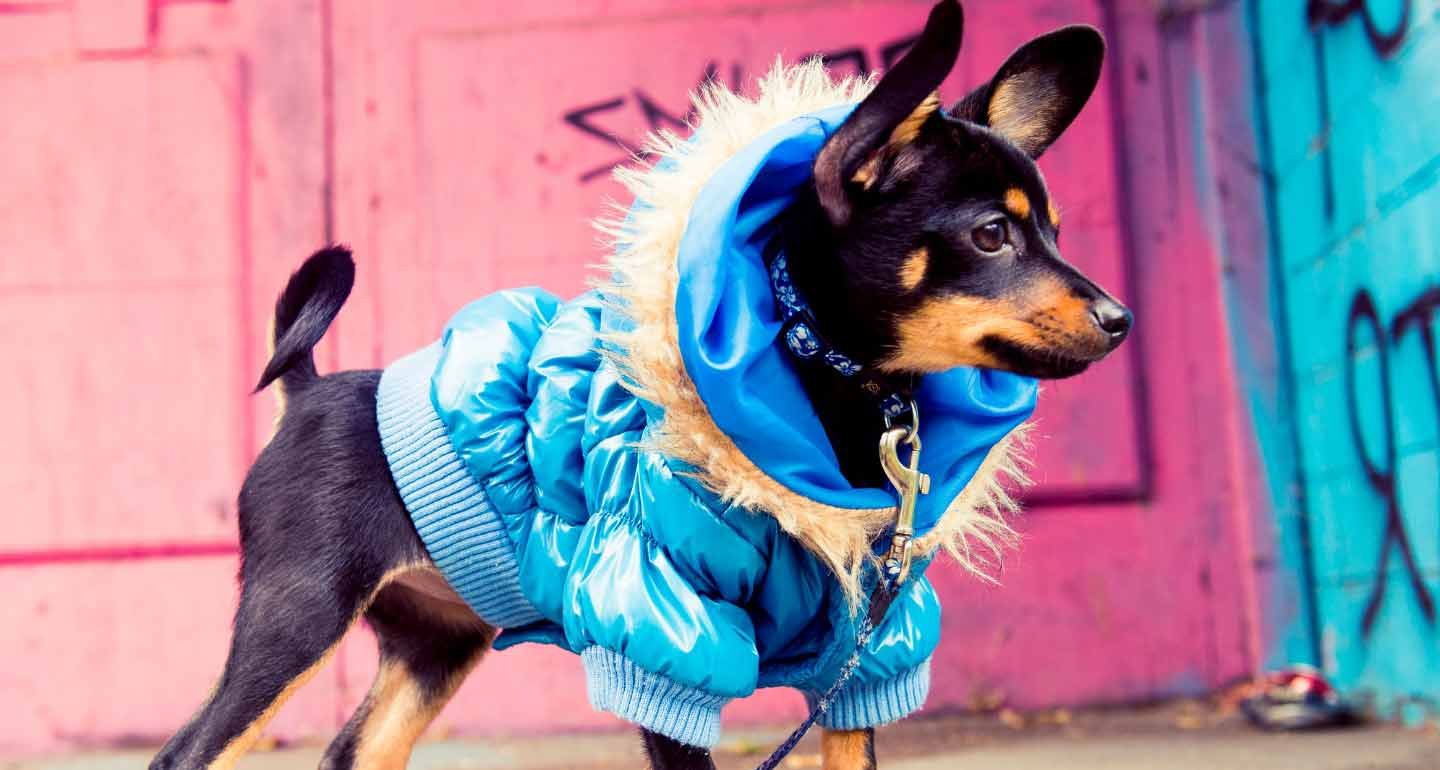 How to Style Your Dog with Trendy Clothes