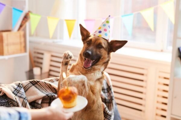 How to Throw a Dog Birthday Party with Style