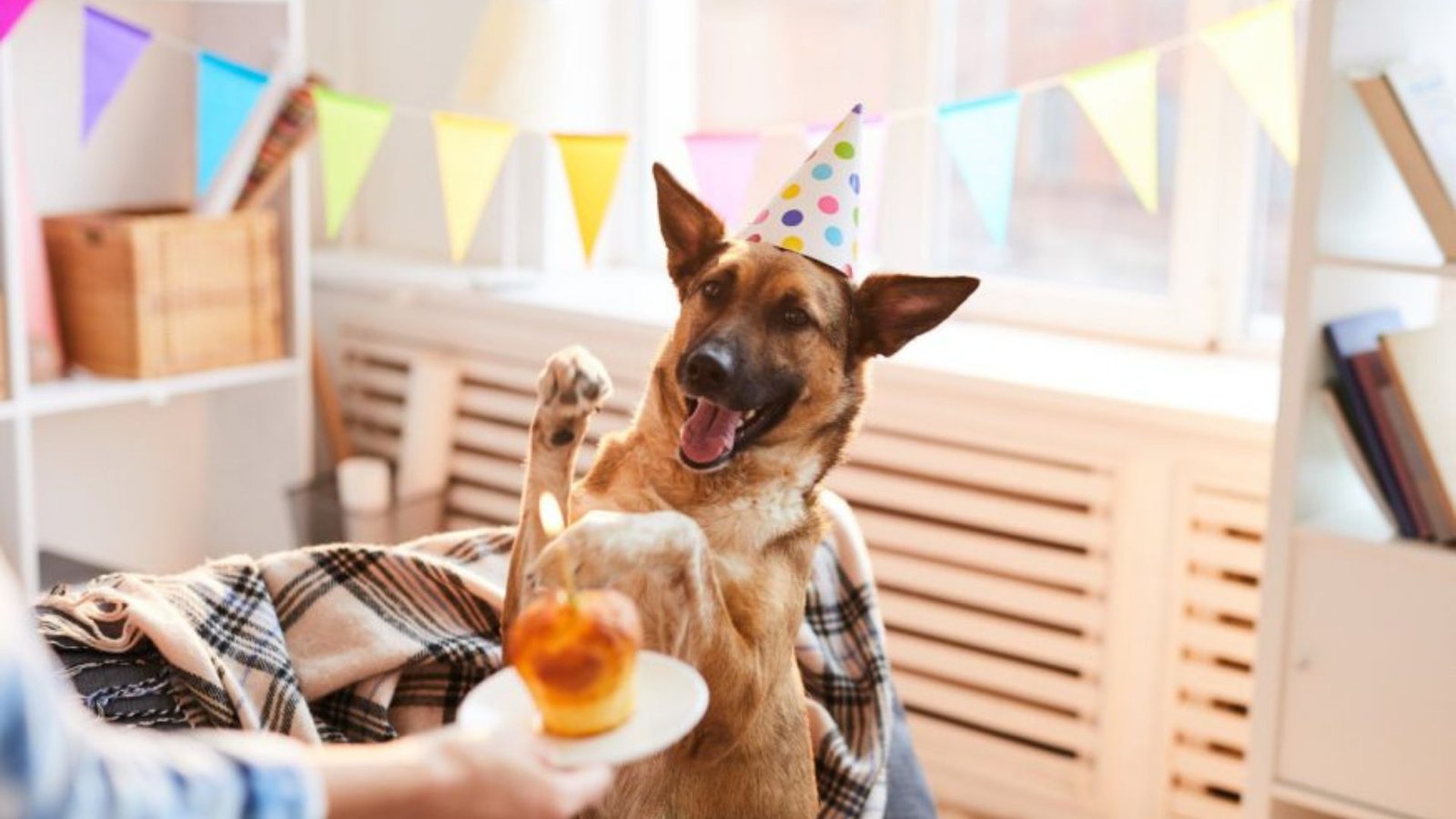 How to Throw a Dog Birthday Party with Style