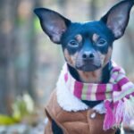 Innovative Dog Products You Didn’t Know You Needed