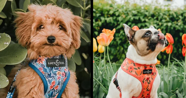 Trendy Dog Accessories for Every Occasion