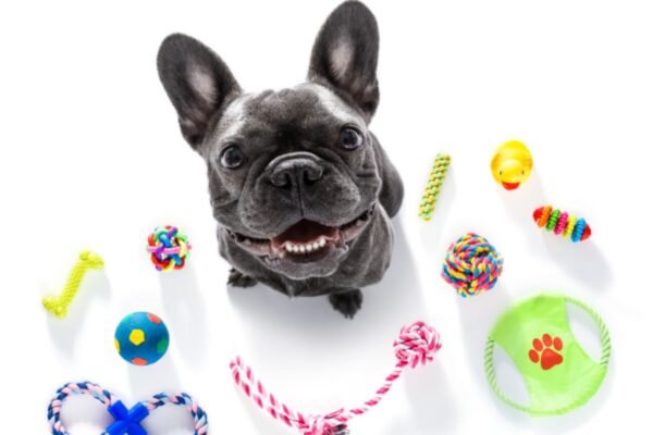 Must-Have Accessories for Every Dog Owner