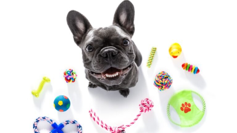 Must-Have Accessories for Every Dog Owner