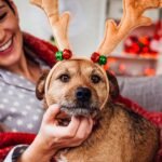 Seasonal Dog Accessories What to Buy Each Season