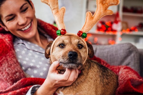 Seasonal Dog Accessories What to Buy Each Season