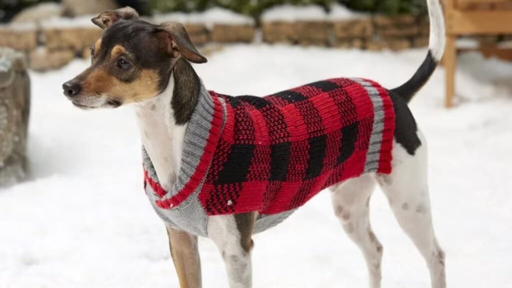 Seasonal Dog Accessories What to Buy Each Season