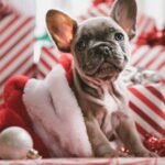 Seasonal Gifts: Dog Presents for Every Holiday