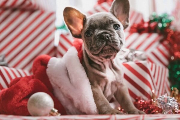 Seasonal Gifts: Dog Presents for Every Holiday