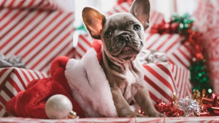 Seasonal Gifts: Dog Presents for Every Holiday