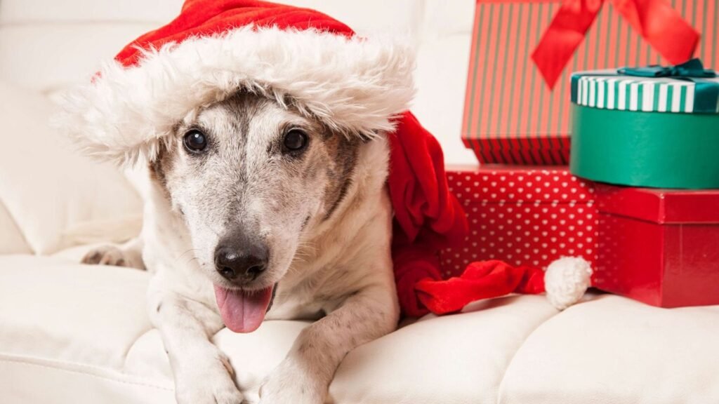 Seasonal Gifts: Dog Presents for Every Holiday