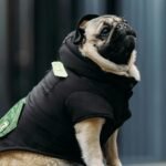 A Pug wearing a sustainable jacket