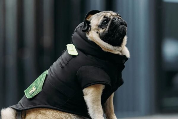 A Pug wearing a sustainable jacket