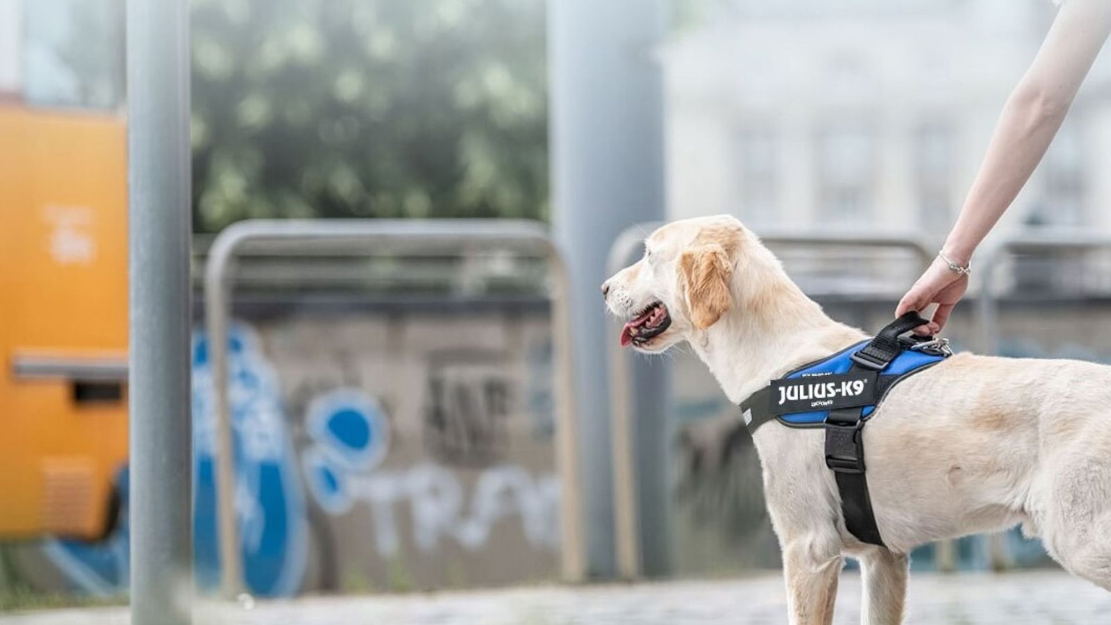 The Benefits of Dog Harnesses vs. Collars