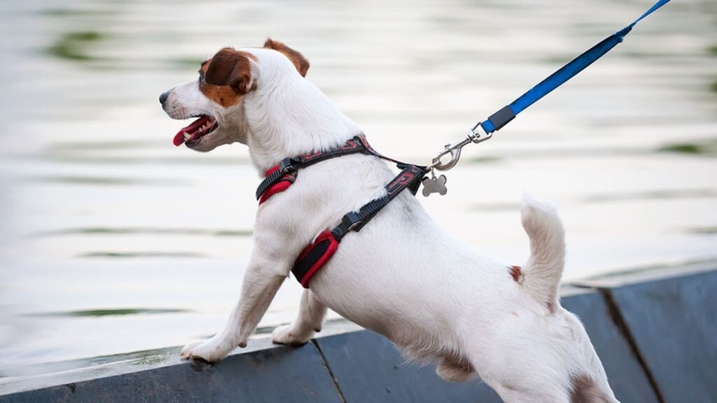 The Benefits of Dog Harnesses vs. Collars