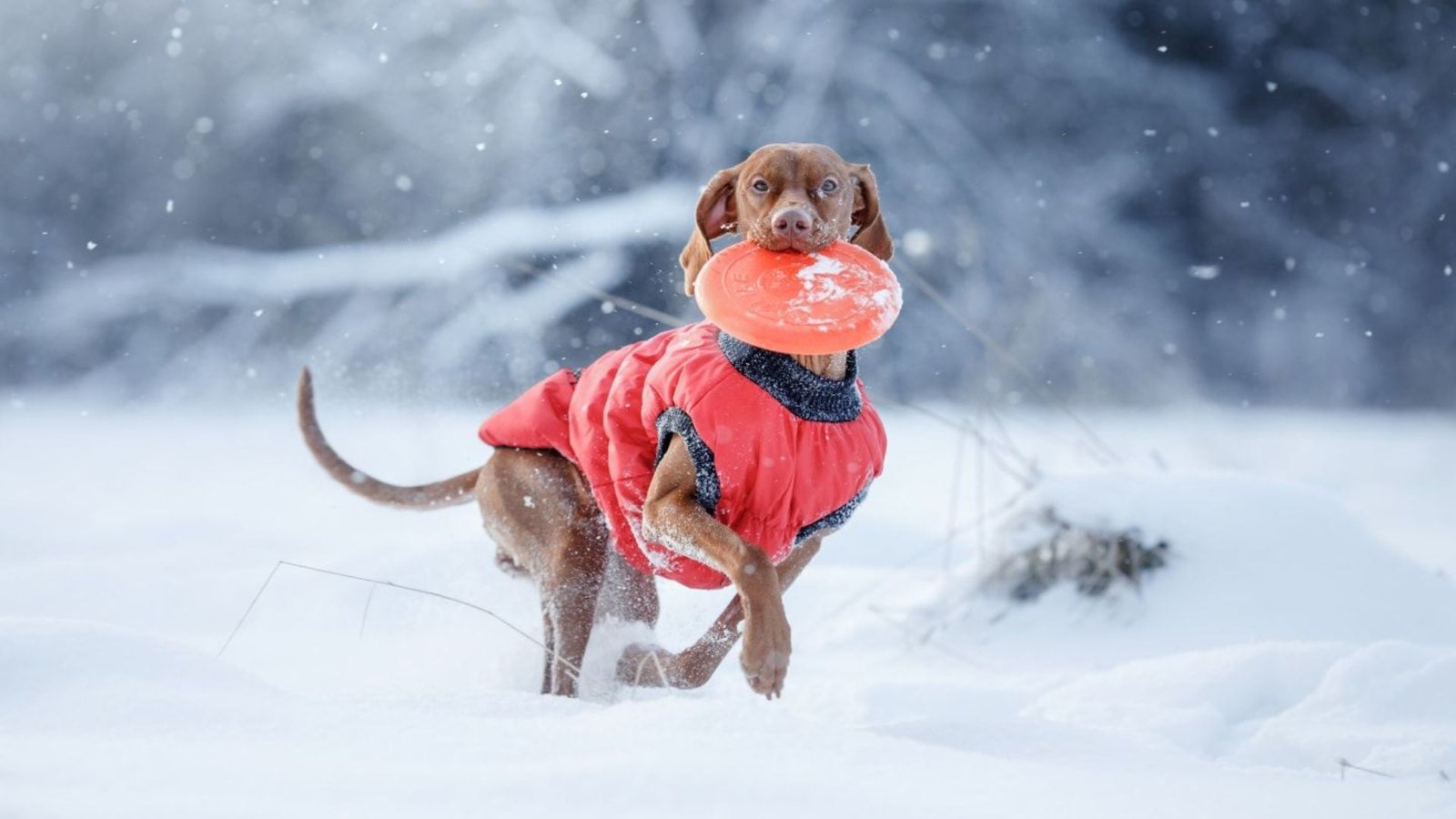 The Benefits of Dressing Your Dog for Winter