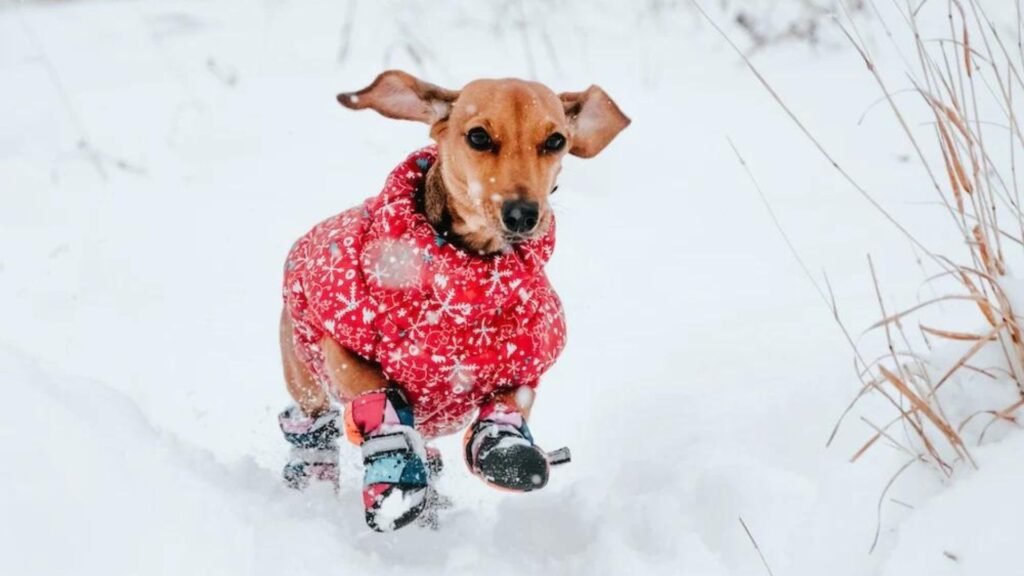 The Benefits of Dressing Your Dog for Winter