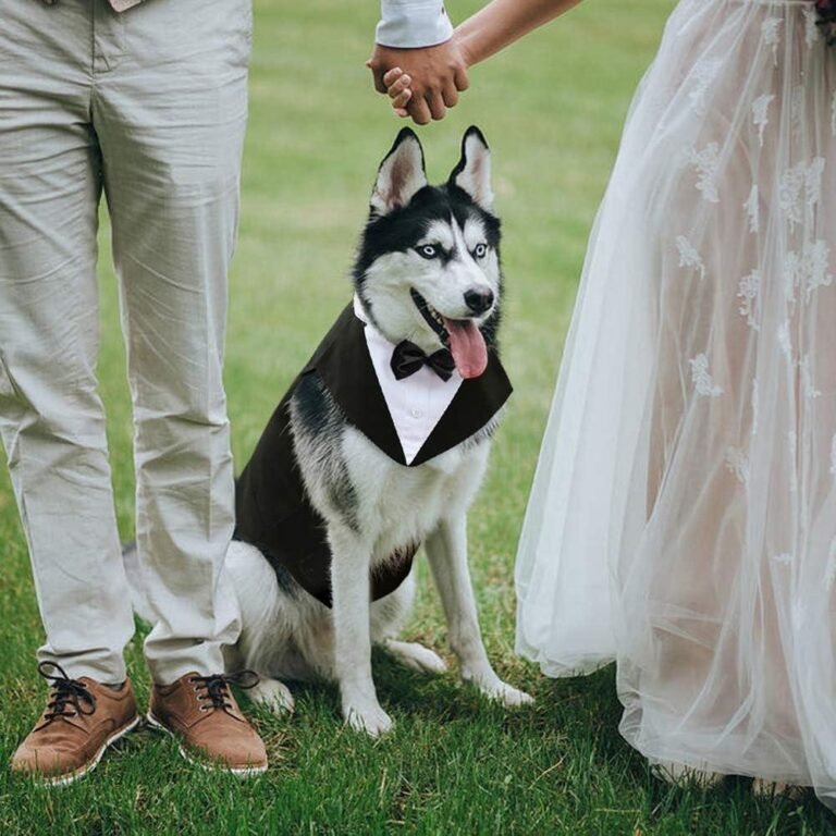 The Best Custom Dog Formal Wear