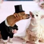 The Best Formal Wear for Dogs Styles and Trends