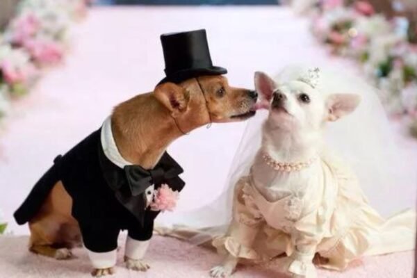 The Best Formal Wear for Dogs Styles and Trends