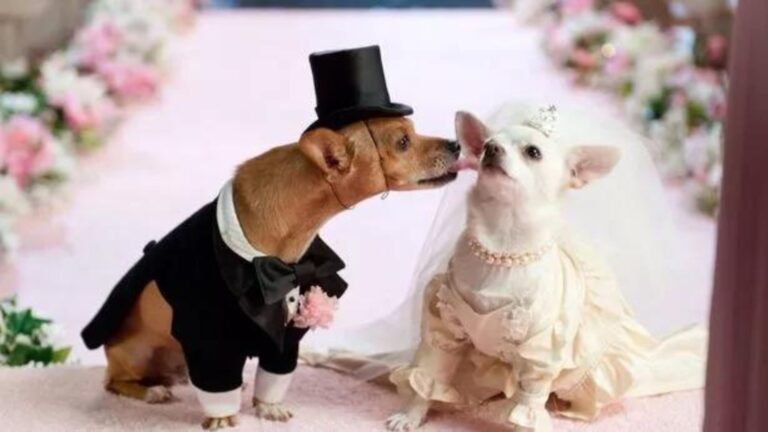 The Best Formal Wear for Dogs Styles and Trends