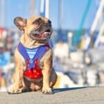 The Best Functional Dog Accessories for Everyday Use