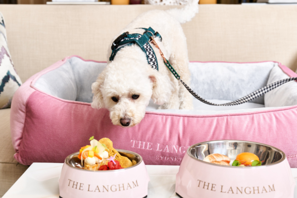 The Best Luxury Dog Accessories for Pampered Pets