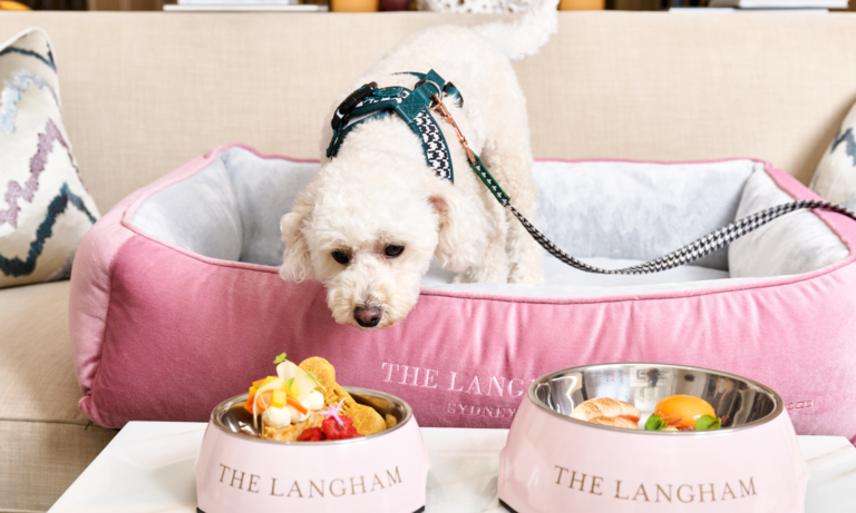 The Best Luxury Dog Accessories for Pampered Pets