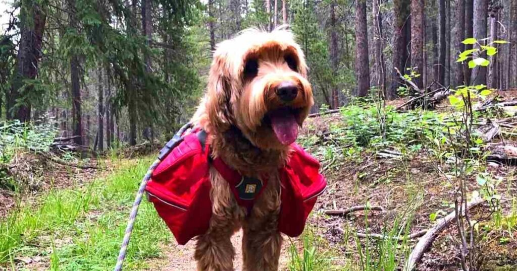 The Best Outdoor Dog Accessories for Adventures