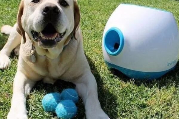 The Best Tech Gadgets for Dog Owners