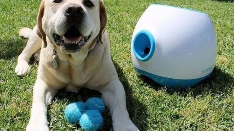 The Best Tech Gadgets for Dog Owners