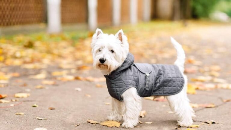 The Importance of Proper Fit in Dog Formal Wear