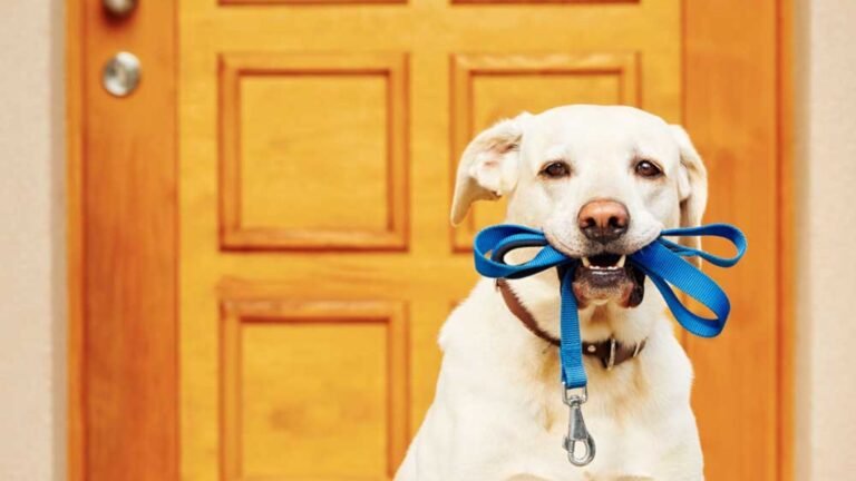 The Importance of Quality Dog Leashes